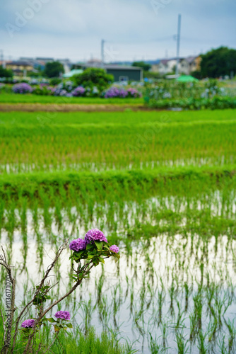 雨上がりに咲くあじさいと緑豊かな田園