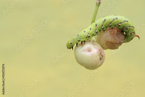 A tobacco hornworm is eating a ripe Java plum (Syzygium cumini) fruit on a tree. This bright green caterpillar has the scientific name Manduca secta.
 photo