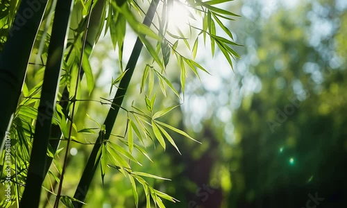 Lush bamboo leaves illuminated by sunlight in a serene setting.