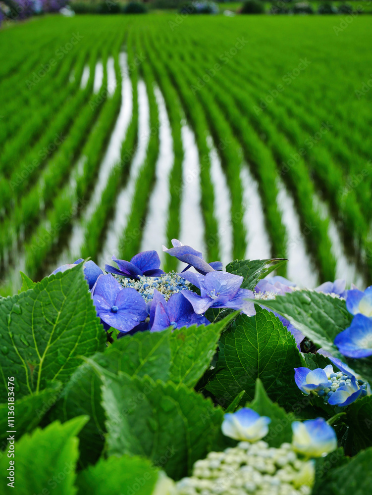 雨上がりに咲くあじさいと緑豊かな田園