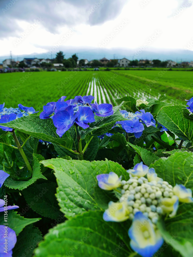 雨上がりに咲くあじさいと緑豊かな田園