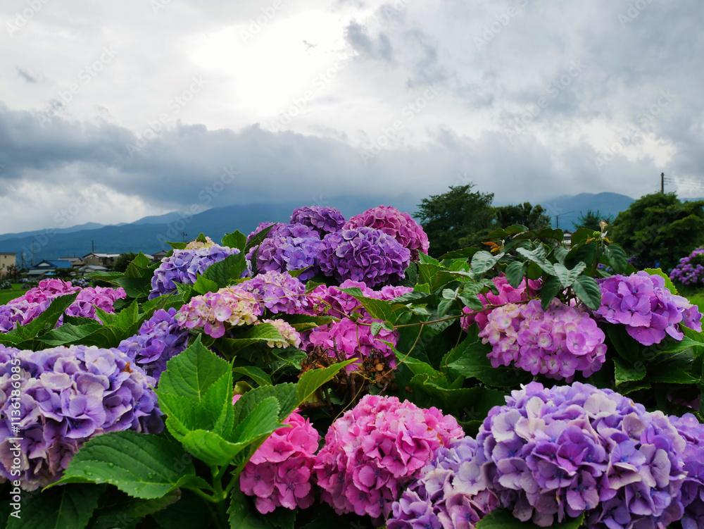雨上がりに咲くあじさいと緑豊かな田園
