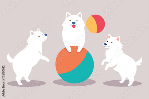 a trio of samoyeds interact joyfully with one bal.