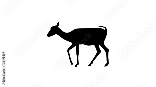 Walking Blackbuck, animation on the white background (seamless loop)