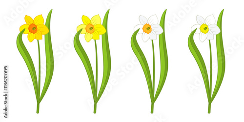 Daffodil or narcissus flower of bright yellow and white color isolated on white. Single cartoon plant with stem and leaves, front view. Vector clipart for Easter illustration, spring floral design.