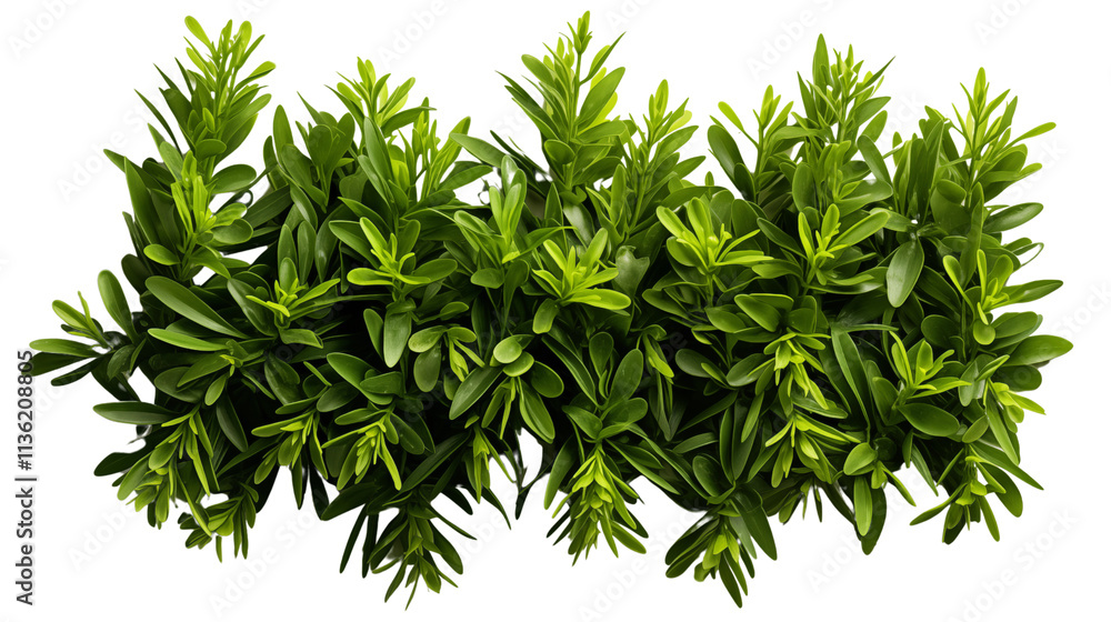 Fototapeta premium A stunning aerial view of a lush green grass bush, full of natural beauty and texture, isolated on transparent background.
