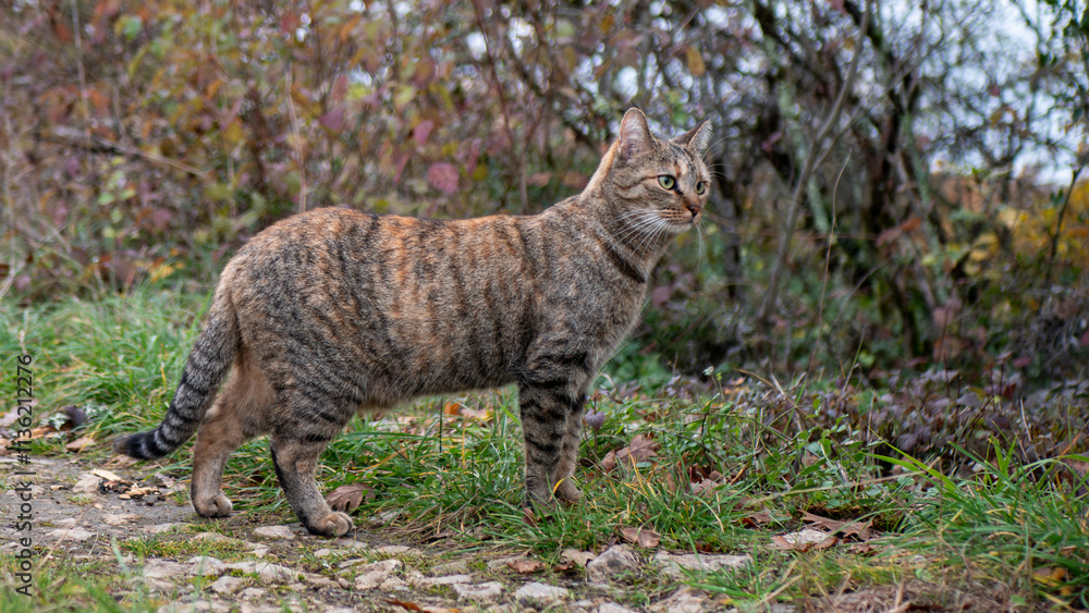 Obraz premium striped cat in nature stand stony trail vibrant grass autumn fall hues