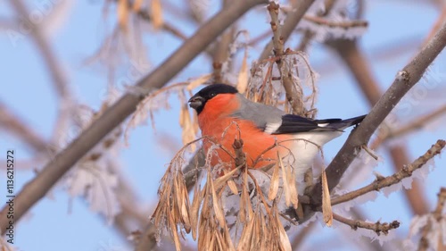 The bullfinch bird feeds on maple seeds on a frost-covered branch on a frosty morning