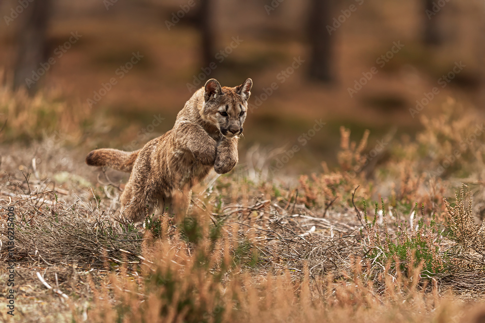 close detail of Cougar (Puma concolor), puma, mountain lion, panther, or catamount in the jump close detail of Cougar (Puma concolor), puma, mountain lion, panther, or catamount in the jump