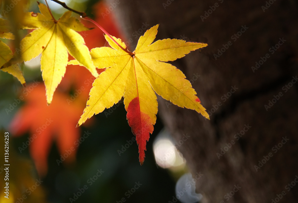 Obraz premium 黄色く紅葉したモミジの葉