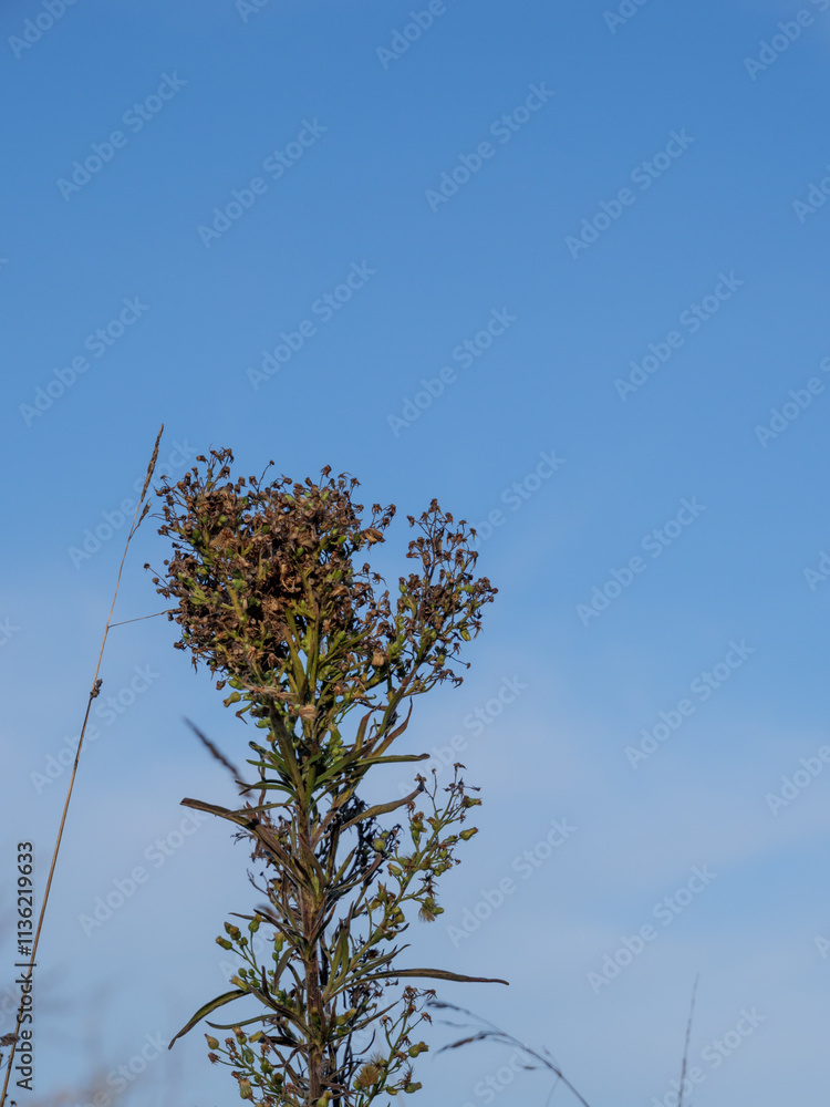 Fototapeta premium close up dry late stage Erigeron plant standing on blue sky