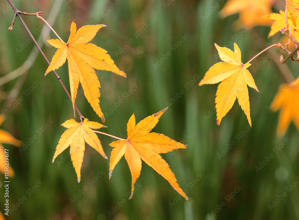 黄色く紅葉したモミジの葉 黄色く紅葉したモミジの葉