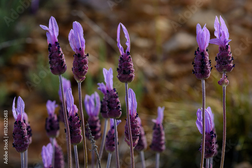 PLANTAS Y FLORES DE LAVANDA