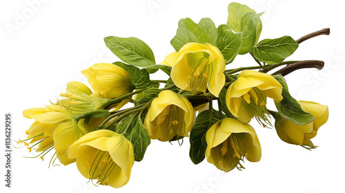 Drooping yellow bellwort flower, highlighting its slender petals and natural beauty, isolated on transparent background. photo