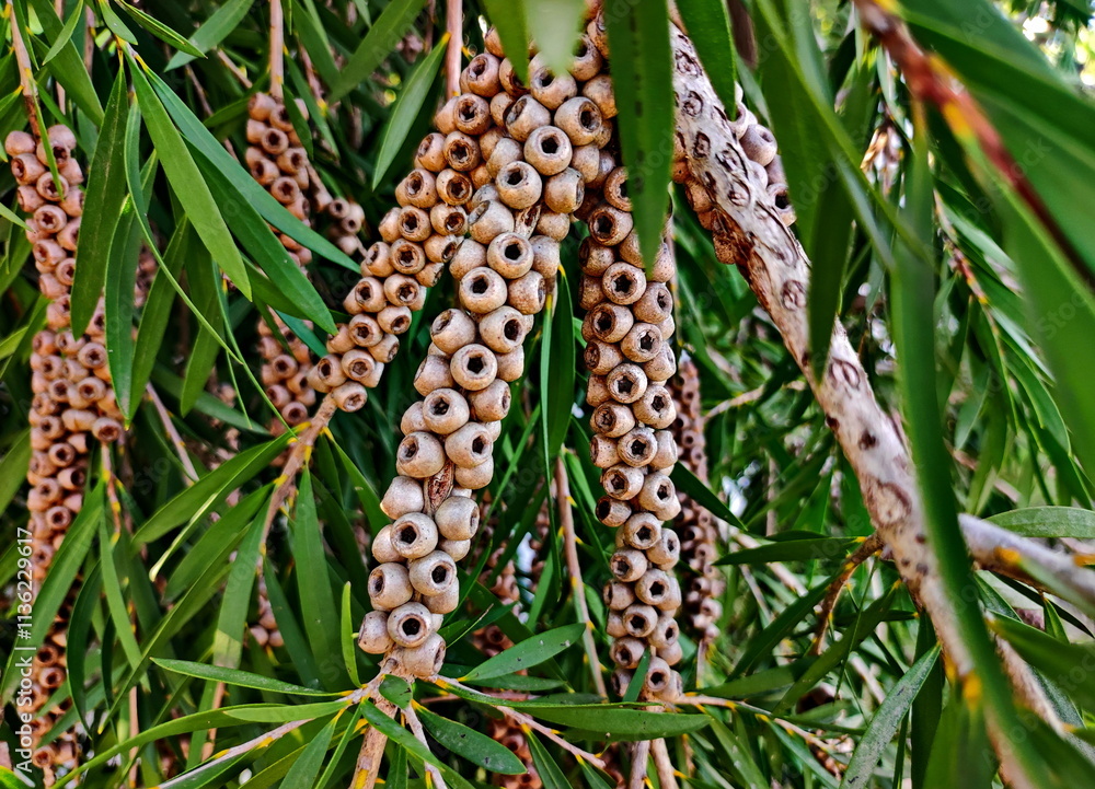 Obraz premium Fruits of the subtropical tree Callistemon photo taken on the Azerbaijani mountain