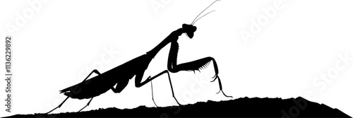 Vektor Silhouette - Körper einer Gottesanbeterin im Profil - Insekten in der Natur - Design Element - Modell isoliert