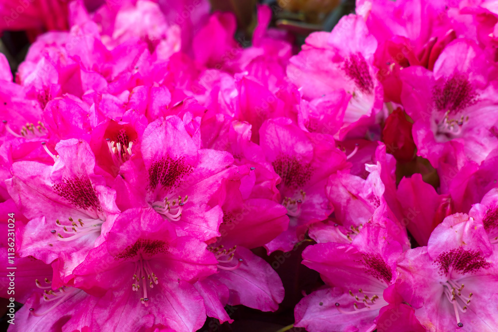 Blooming pink rhododendron flowers in a garden Blooming pink rhododendron flowers in a garden