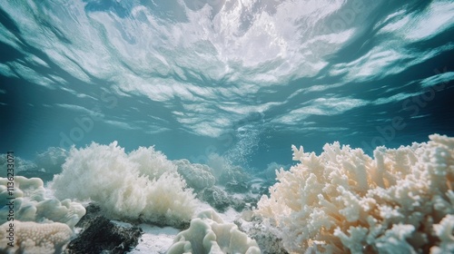 Half Dead Coral Reef with F...
