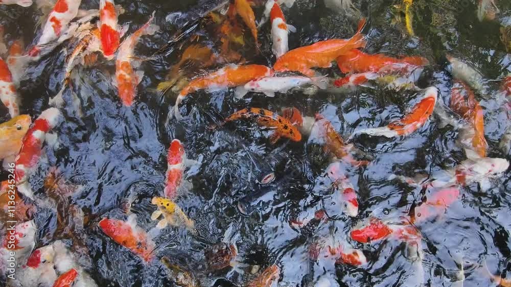 The colorful japanese Koi carp fish in the pond at the garden The colorful japanese Koi carp fish in the pond at the garden