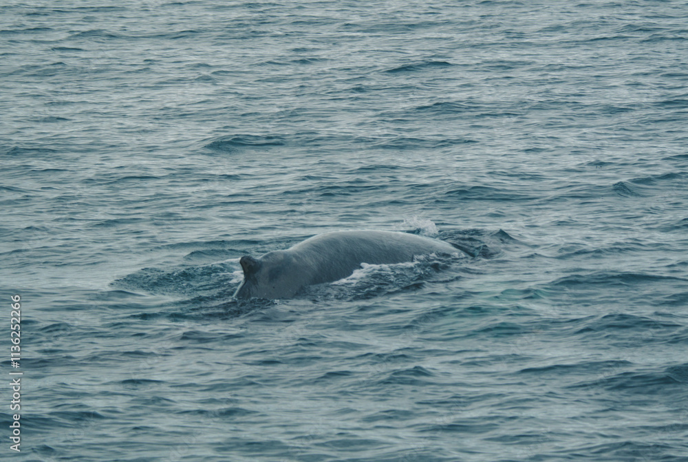 Obraz premium Humpback whale surfacing in the ocean near Húsavík, North Iceland, showcasing marine wildlife in its natural Arctic habitat