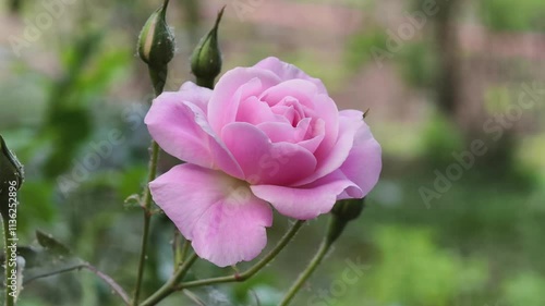 Wallpaper Mural Pink roses in the garden Torontodigital.ca