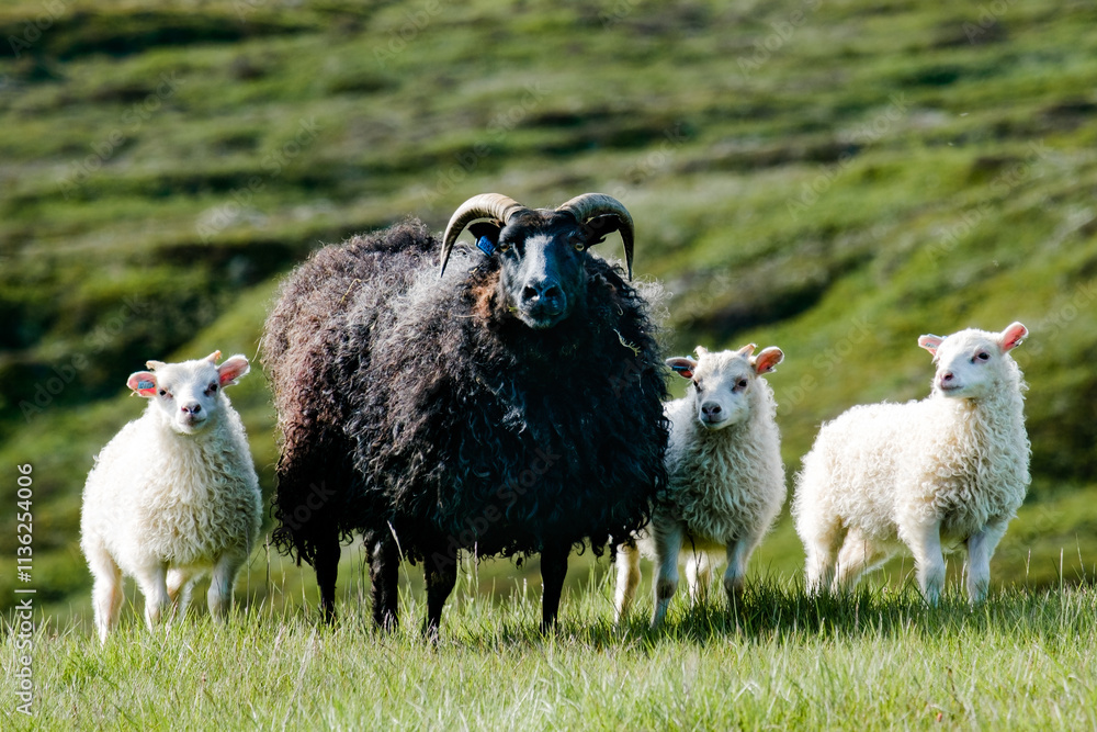 Fototapeta premium Icelandic sheep with a black ewe and white lambs grazing in East Iceland