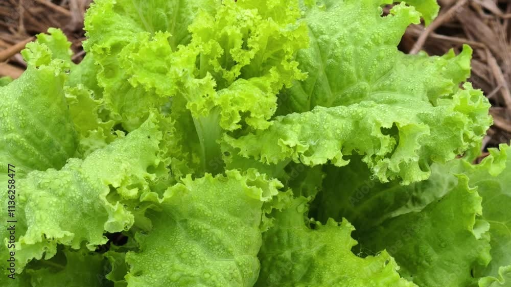 Green leaf lettuce on garden bed in vegetable field Green leaf lettuce on garden bed in vegetable field