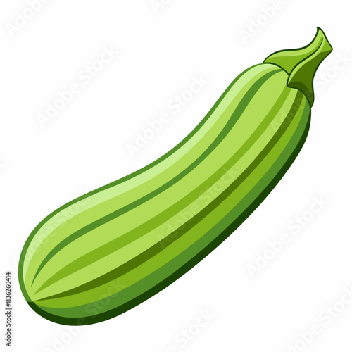 Fresh green zucchini vegetable vector illustration