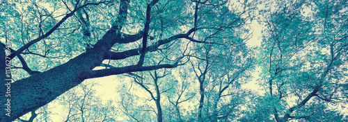 Blue vintage frame from trees nature background. Horizontal banner
