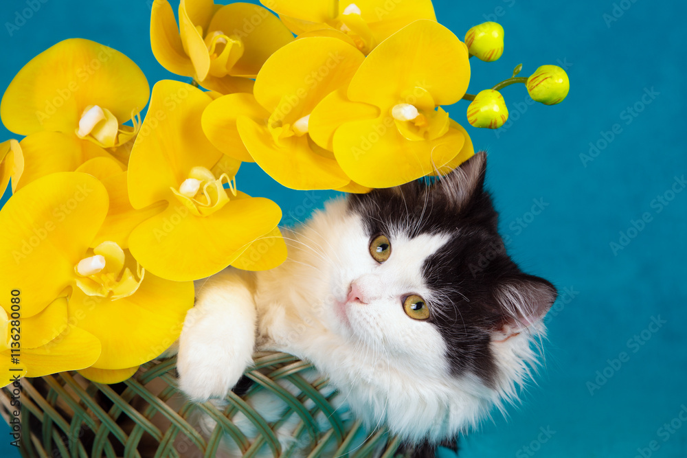 Funny little kitten lying in a basket with yellow artificial Phalaenopsis Orchid flowers on a blue background