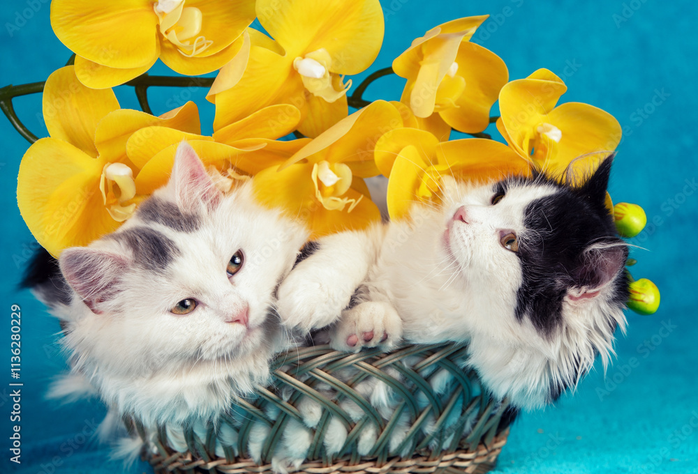 Two funny little kittens lying in a basket with yellow artificial Phalaenopsis Orchid flowers on a blue background
