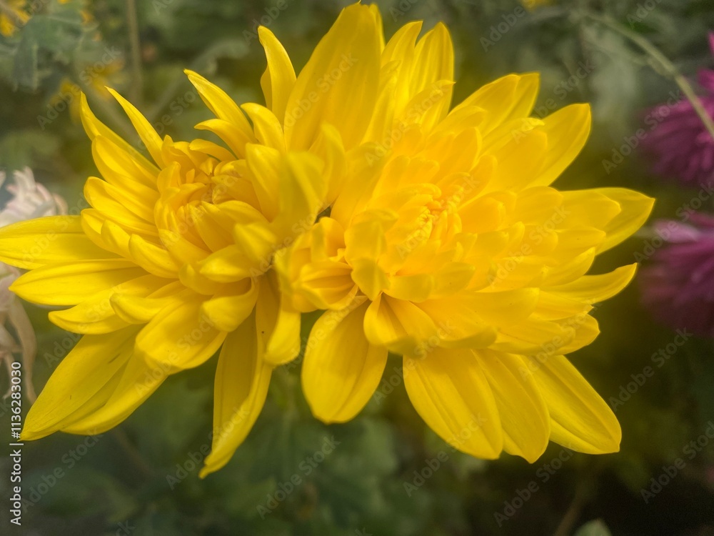 wild,animal,bird,nature,asia,nepal