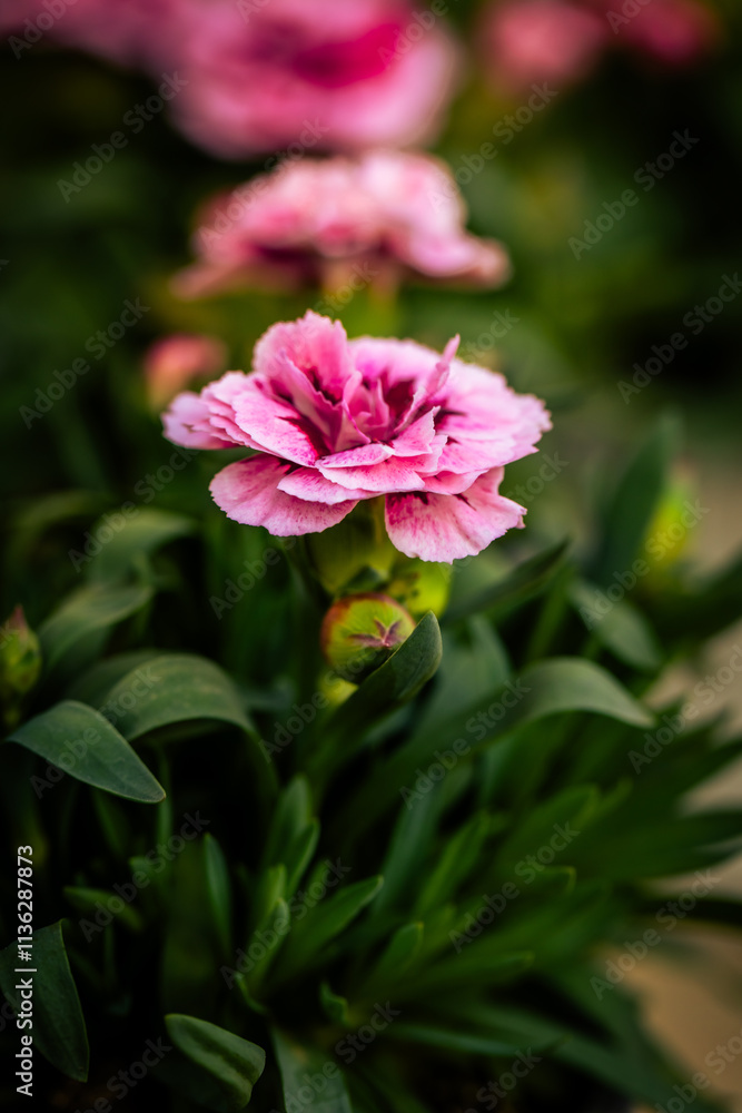 Pink carnation blooming in garden with blurred background Pink carnation blooming in garden with blurred background