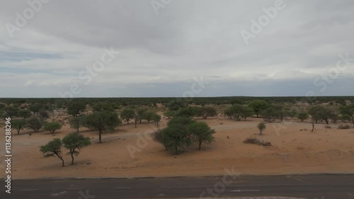 aerial view african bush in southern africa, dry land with shrubs in the outback, transport road and highway