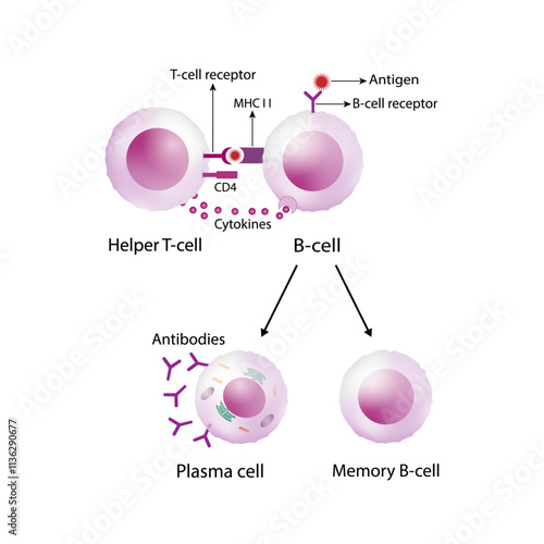 Activation of B-cell leukocytes. B lymphocyte differentiation. Plasma cell and memory B cell. B cell and T cell interaction. Scientific vector illustration.