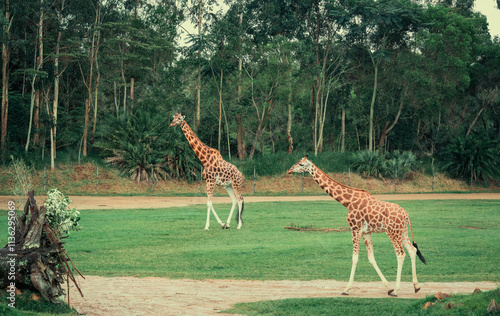 Photography giraffe in the zoo