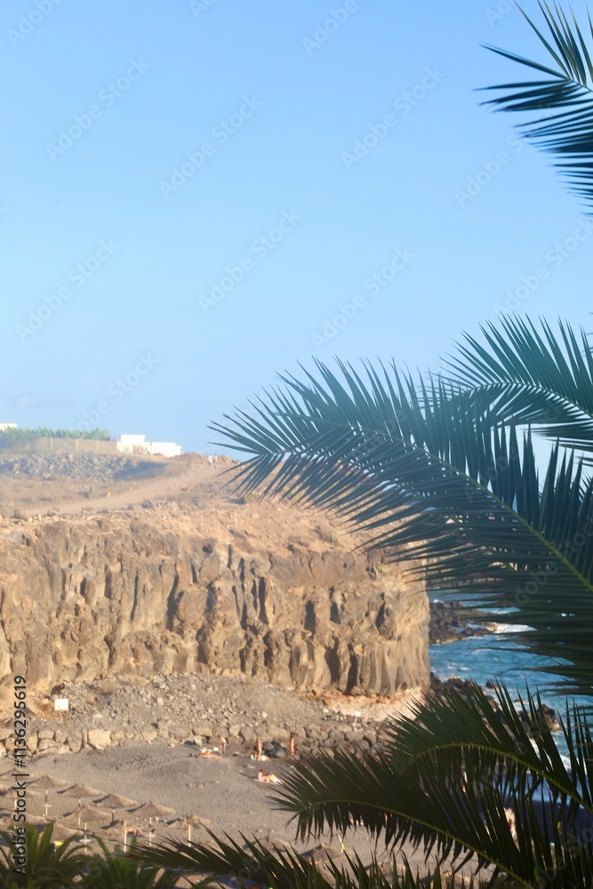 palm trees on the beach