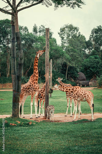 Canvas Print giraffes eating