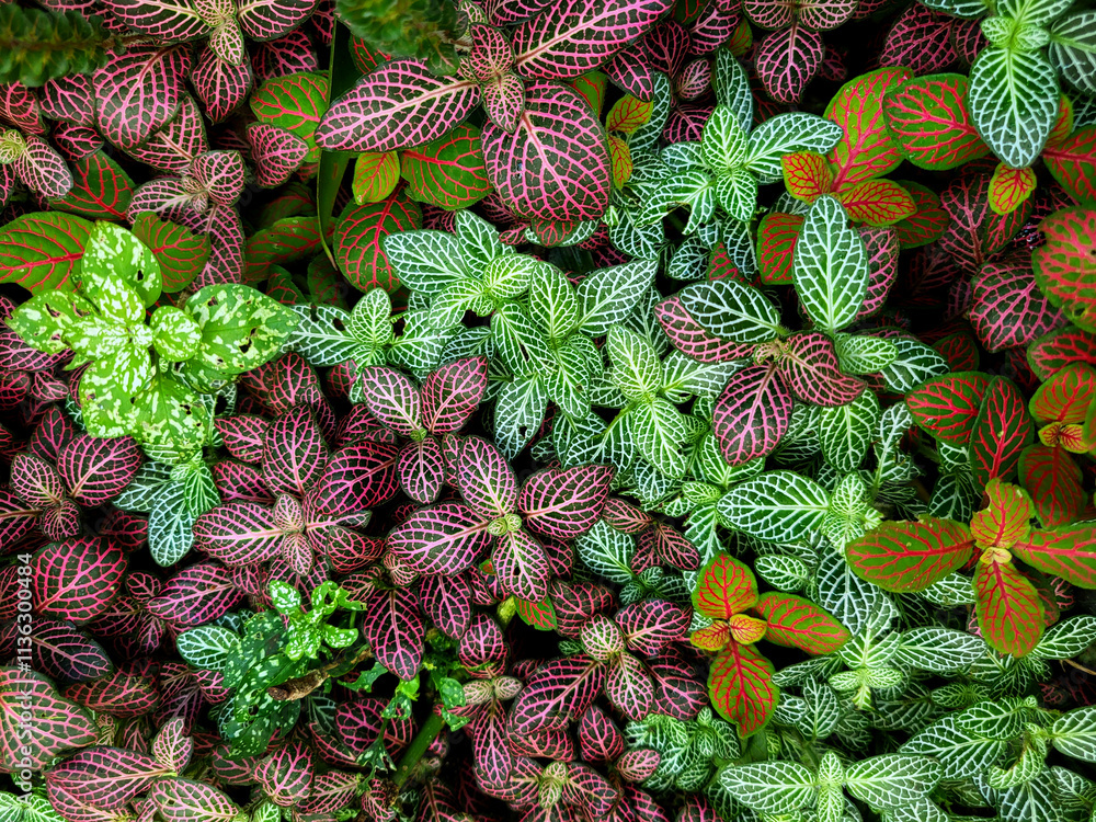 Fototapeta premium colorful mix of leaves with different texture and color background