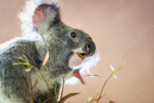 Canvas Print koala on a tree