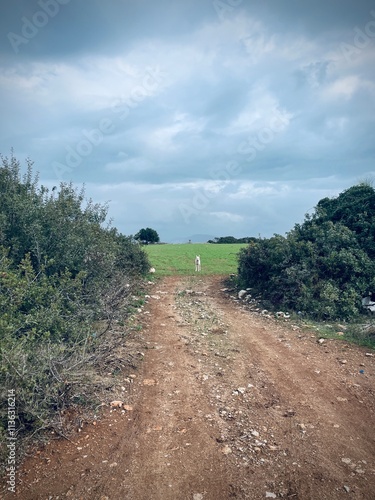 road to the sea