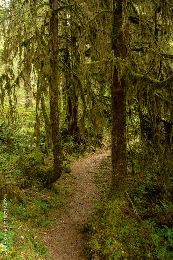 Fototapeta premium Trail Passes Between Trees With Low Hanging Mossy Branches