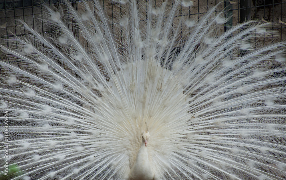 Obraz premium peacock feather close up