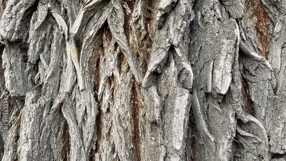 Natural tree bark abstract background wood texture Natural tree bark abstract background wood texture
