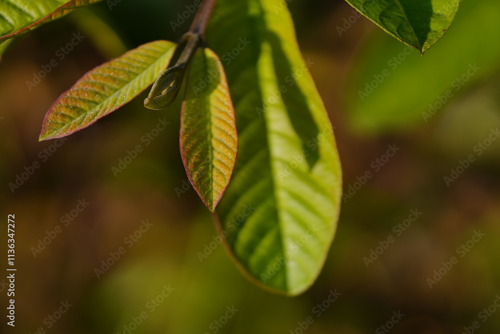 The medicinal properties of green guava leaves rich in vitamins, minerals, antioxidants The medicinal properties of green guava leaves rich in vitamins, minerals, antioxidants
