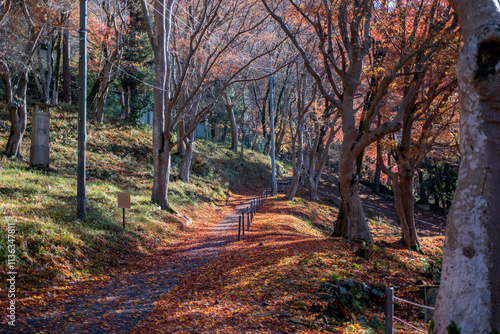 Autumn Leaves in Kyoto, Japan 紅葉　京都　日本