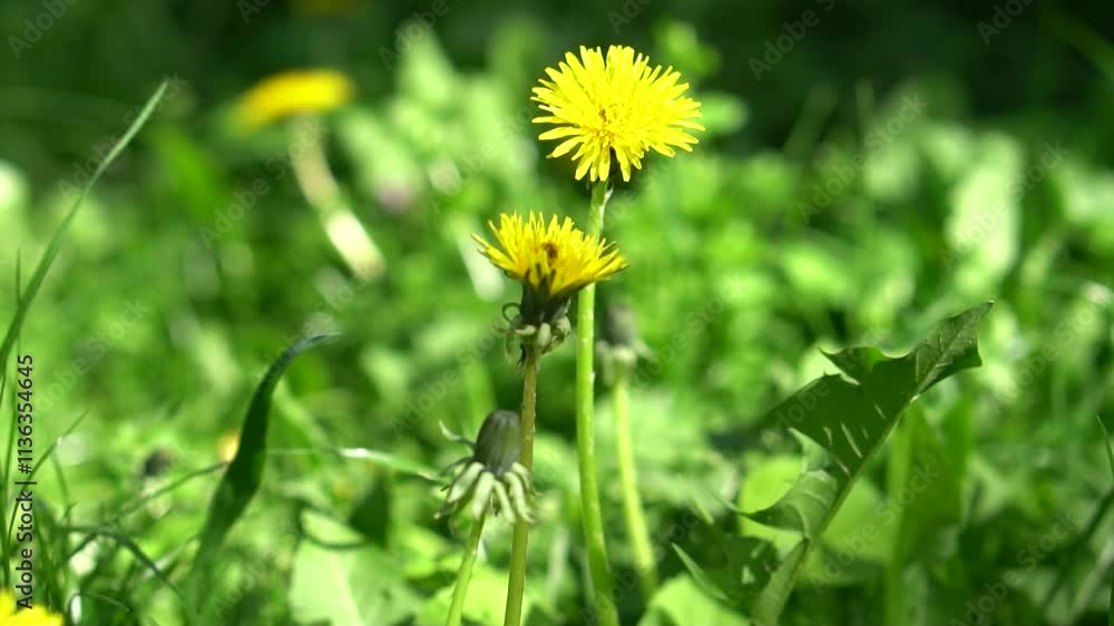 Close-up image of a dandelion with yellow florets, taken outdoors with shallow depth of field.
