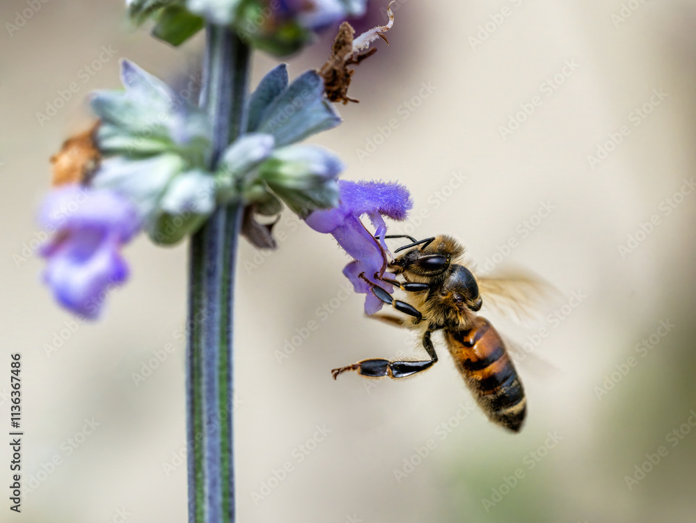 Bee pollinating on a purple sage flower