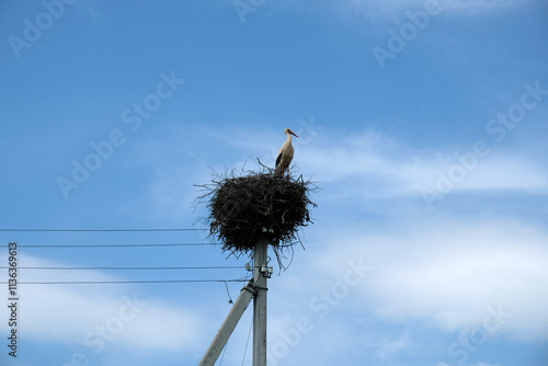 stork in a nest on a pole