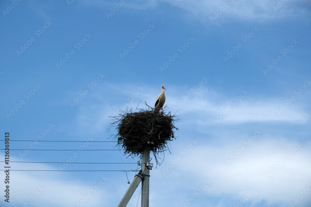 Fototapeta premium stork in a nest on a pole